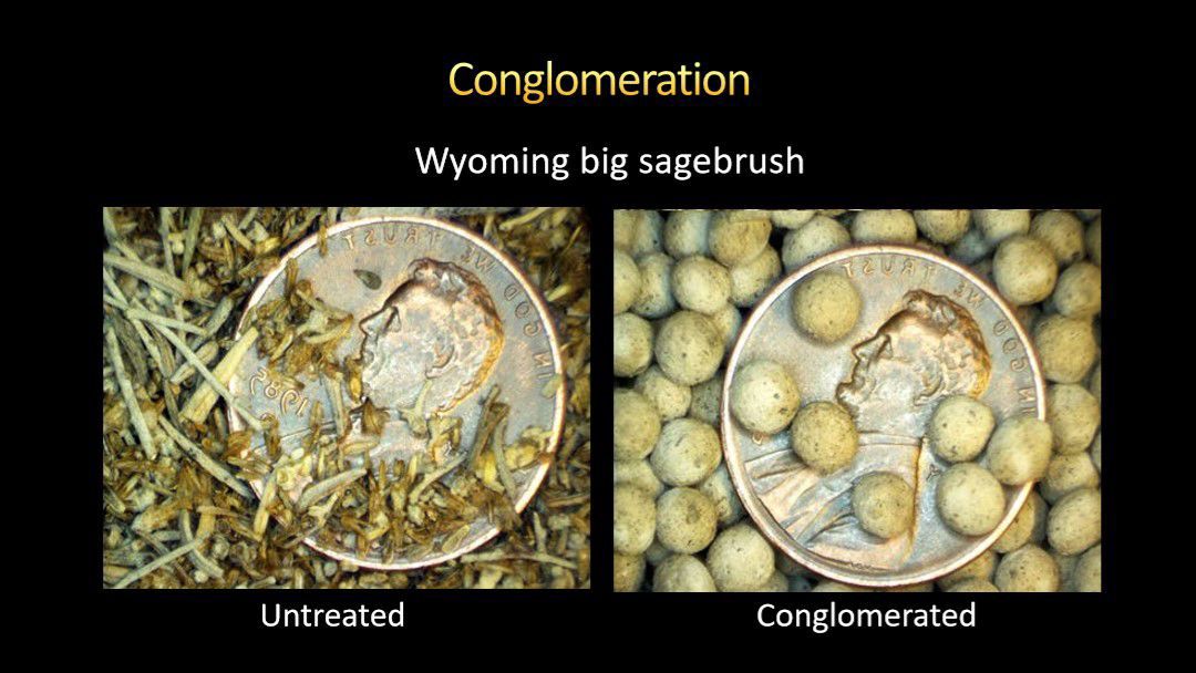Sagebrush restoration -Treated, untreaded seeds